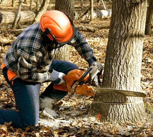 Tree Removal in Kodak, TN